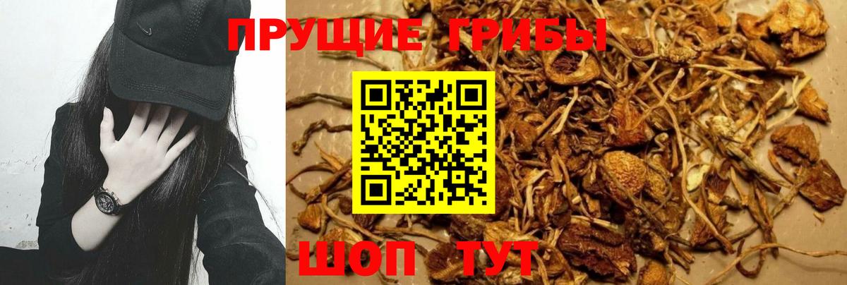 Новороссийск  Галлюциногенные грибы GOLDEN TEACHER  Вход с VPN 